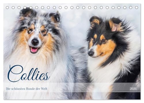 Collies - die schönsten Hunde der Welt (Tischkalender 2026 DIN A5 quer), CALVENDO Monatskalender von CALVENDO