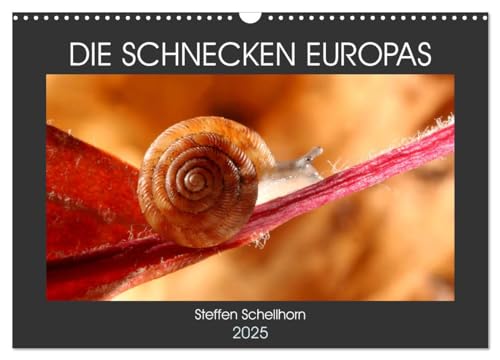 DIE SCHNECKEN EUROPAS (Wandkalender 2025 DIN A3 quer), CALVENDO Monatskalender von CALVENDO