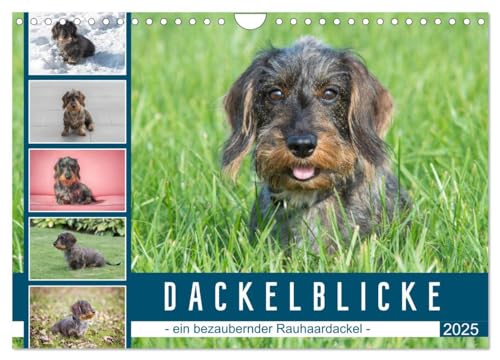 Dackelblicke - ein bezaubernder Rauhaardackel (Wandkalender 2025 DIN A4 quer), CALVENDO Monatskalender von CALVENDO