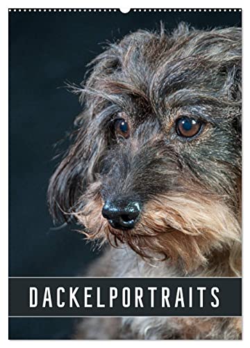 Dackelportraits (Wandkalender 2025 DIN A2 hoch), CALVENDO Monatskalender von CALVENDO