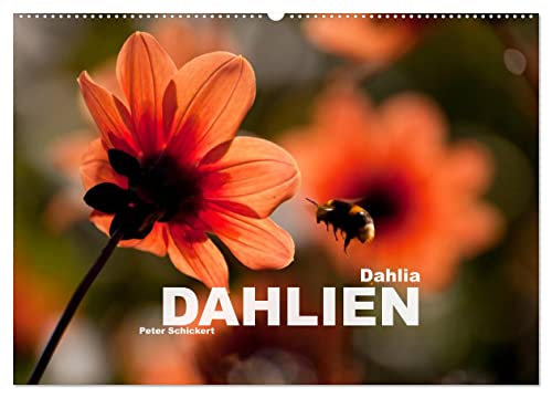 Dahlia - Dahlien (Wandkalender 2025 DIN A2 quer), CALVENDO Monatskalender von CALVENDO
