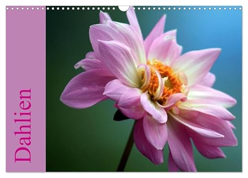 Dahlien (Wandkalender 2026 DIN A3 quer), CALVENDO Monatskalender: Traumhafte Dahlien Vielfalt. (CALVENDO Natur) von Calvendo