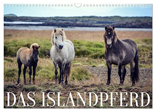 Das Islandpferd (Wandkalender 2025 DIN A3 quer), CALVENDO Monatskalender von CALVENDO