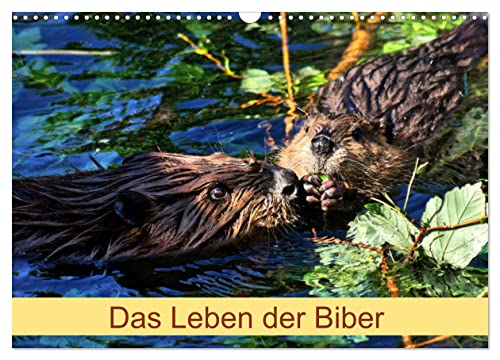 Das Leben der Biber (Wandkalender 2025 DIN A3 quer), CALVENDO Monatskalender von CALVENDO