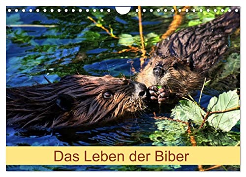 Das Leben der Biber (Wandkalender 2025 DIN A4 quer), CALVENDO Monatskalender von CALVENDO