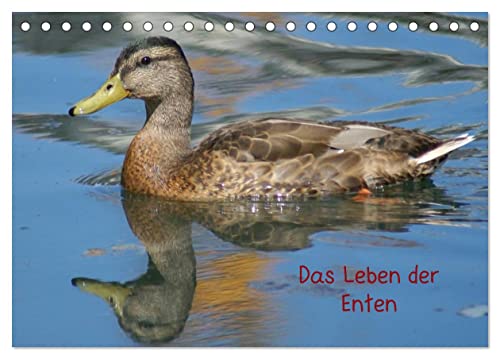 Das Leben der Enten (Tischkalender 2025 DIN A5 quer), CALVENDO Monatskalender von CALVENDO