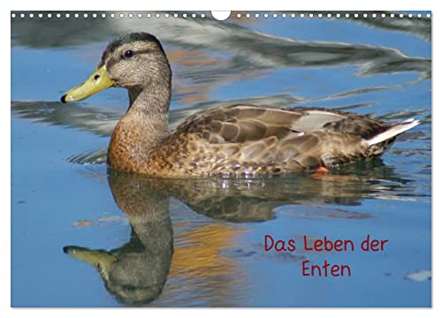 Das Leben der Enten (Wandkalender 2025 DIN A3 quer), CALVENDO Monatskalender von CALVENDO