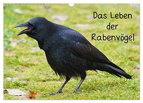Das Leben der Rabenvögel (Wandkalender 2025 DIN A3 quer), CALVENDO Monatskalender von CALVENDO