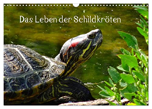Das Leben der Schildkröten (Wandkalender 2025 DIN A3 quer), CALVENDO Monatskalender von CALVENDO