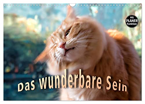 Das wunderbare Sein (Wandkalender 2025 DIN A3 quer), CALVENDO Monatskalender: Im Zeichen der Kunst. Norwegische Waldkatzen leben die Emotionen vor! (CALVENDO Tiere) von Calvendo