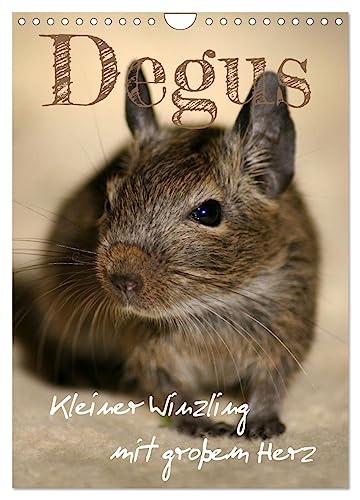 Degus - Winzlinge mit großem Herz (Wandkalender 2025 DIN A4 hoch), CALVENDO Monatskalender von CALVENDO