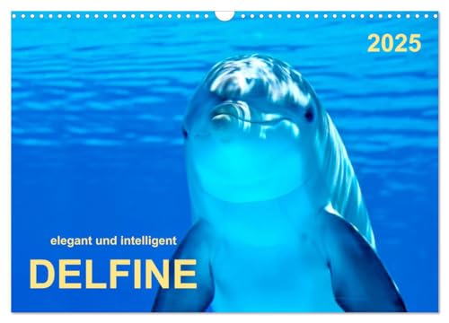 Delfine - elegant und intelligent (Wandkalender 2025 DIN A3 quer), CALVENDO Monatskalender von CALVENDO
