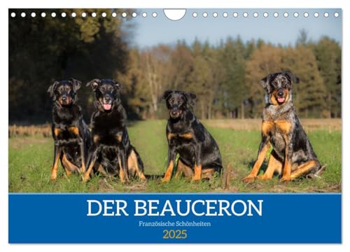 Der Beauceron (Wandkalender 2025 DIN A4 quer), CALVENDO Monatskalender: Der Beauceron ist eine alte französische Hunderasse, die ursprünglich als Hüte- und Wachhund gezüchtet wurde. (CALVENDO Tiere) von CALVENDO