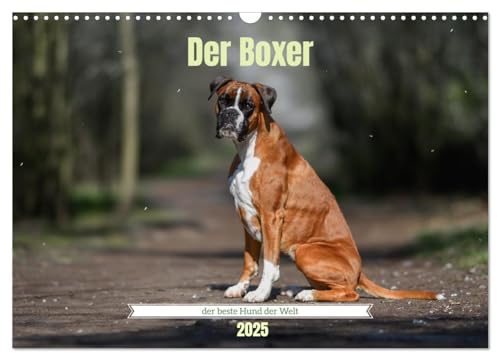Der Boxer, der beste Hund der Welt (Wandkalender 2025 DIN A3 quer), CALVENDO Monatskalender von CALVENDO