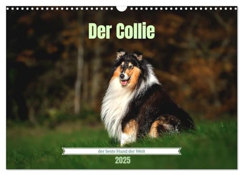 Der Collie der beste Hund der Welt (Wandkalender 2025 DIN A3 quer), CALVENDO Monatskalender von CALVENDO
