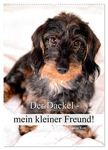 Der Dackel - mein kleiner Freund (Wandkalender 2025 DIN A2 hoch), CALVENDO Monatskalender von CALVENDO