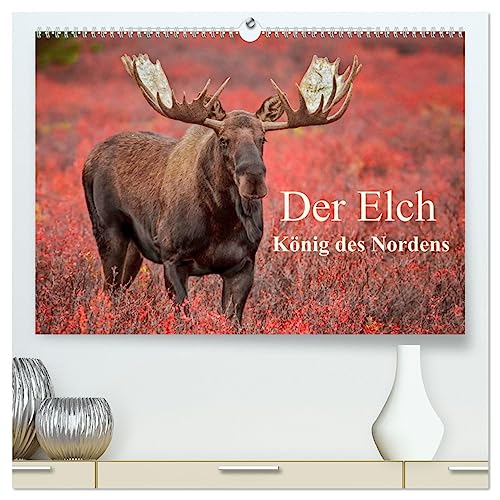 Der Elch - König des Nordens (hochwertiger Premium Wandkalender 2025 DIN A2 quer), Kunstdruck in Hochglanz: 13 beeindruckende Elchporträts aus Alaska. (CALVENDO Tiere) von Calvendo
