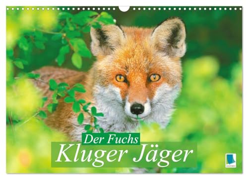 Der Fuchs: Kluger Jäger (Wandkalender 2025 DIN A3 quer), CALVENDO Monatskalender von CALVENDO