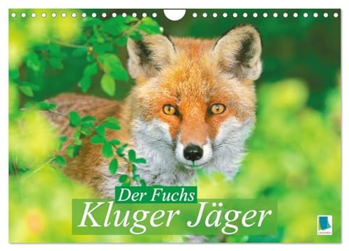 Der Fuchs: Kluger Jäger (Wandkalender 2025 DIN A4 quer), CALVENDO Monatskalender von CALVENDO
