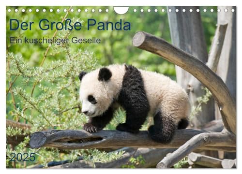 Der Große Panda Ein kuscheliger Geselle (Wandkalender 2025 DIN A4 quer), CALVENDO Monatskalender von CALVENDO