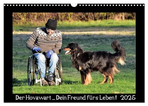 Der Hovawart... Dein Freund fürs Leben ! (Wandkalender 2025 DIN A3 quer), CALVENDO Monatskalender von CALVENDO
