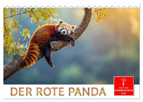 Der Rote Panda (Tischkalender 2025 DIN A5 quer), CALVENDO Monatskalender von CALVENDO
