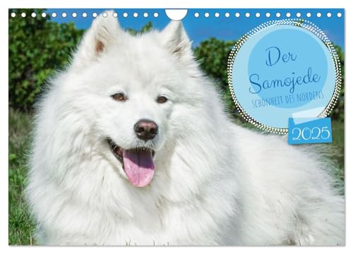 Der Samojede - Schönheit des Nordens (Wandkalender 2025 DIN A4 quer), CALVENDO Monatskalender von CALVENDO