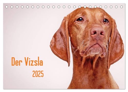 Der Vizsla 2025 (Tischkalender 2025 DIN A5 quer), CALVENDO Monatskalender: Diese wunderschöne Rasse das ganze Jahr über, jeden Tag an einem exponierten Wandplatz präsentiert! (CALVENDO Tiere) von CALVENDO