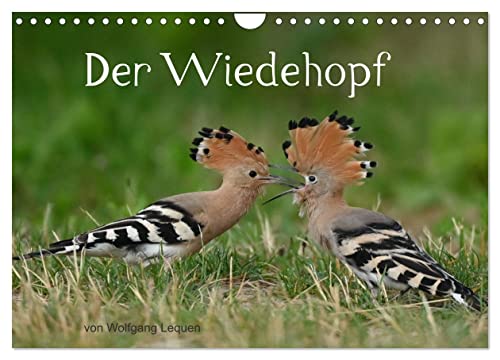 Der Wiedehopf (Wandkalender 2025 DIN A4 quer), CALVENDO Monatskalender von CALVENDO