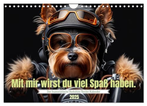Der humoristische Yorkshire Terrier Kalender (Wandkalender 2025 DIN A4 quer), CALVENDO Monatskalender von CALVENDO