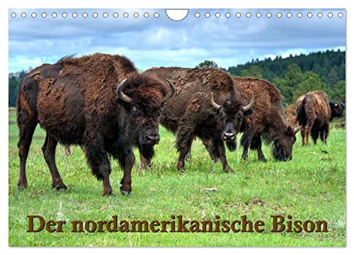 Der nordamerikanische Bison (Wandkalender 2025 DIN A4 quer), CALVENDO Monatskalender von CALVENDO