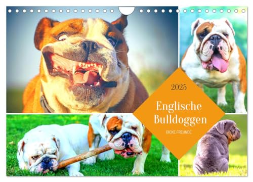 Dicke Freunde. Englische Bulldoggen (Wandkalender 2025 DIN A4 quer), CALVENDO Monatskalender von CALVENDO