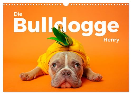 Die Bulldogge Henry (Wandkalender 2025 DIN A3 quer), CALVENDO Monatskalender von CALVENDO