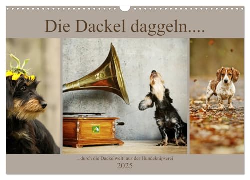 Die Dackel daggeln (Wandkalender 2025 DIN A3 quer), CALVENDO Monatskalender von CALVENDO