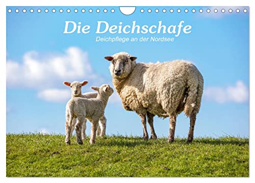 Die Deichschafe. Deichpflege an der Nordsee (Wandkalender 2025 DIN A4 quer), CALVENDO Monatskalender von CALVENDO