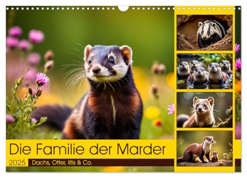 Die Familie der Marder (Wandkalender 2025 DIN A3 quer), CALVENDO Monatskalender von CALVENDO