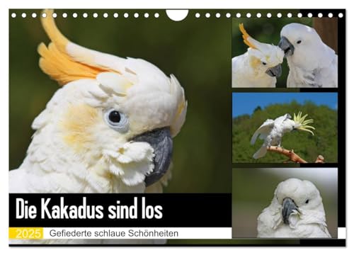 Die Kakadus sind los (Wandkalender 2025 DIN A4 quer), CALVENDO Monatskalender von CALVENDO