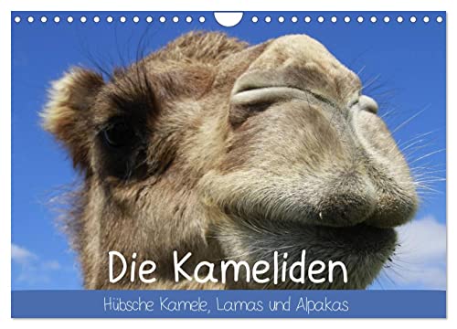 Die Kameliden. Hübsche Kamele, Lamas und Alpakas (Wandkalender 2025 DIN A4 quer), CALVENDO Monatskalender von CALVENDO