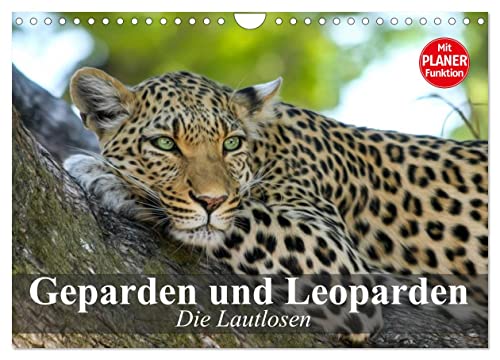 Die Lautlosen. Geparden und Leoparden (Wandkalender 2025 DIN A4 quer), CALVENDO Monatskalender von CALVENDO