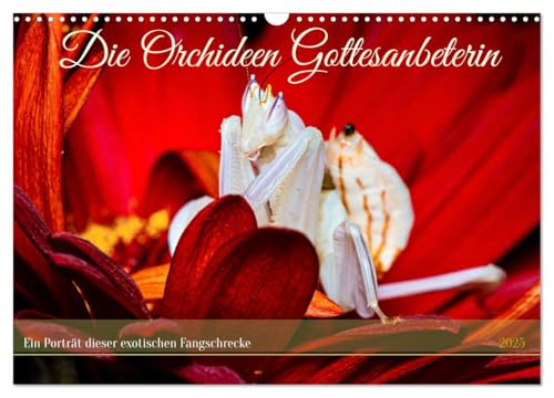 Die Orchideen Gottesanbeterin (Wandkalender 2025 DIN A3 quer), CALVENDO Monatskalender von CALVENDO