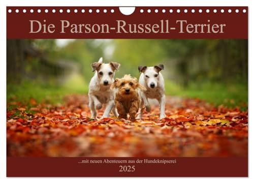 Die Parson-Russell-Terrier ...mit neuen Abenteuern aus der Hundeknipserei (Wandkalender 2025 DIN A4 quer), CALVENDO Monatskalender von CALVENDO
