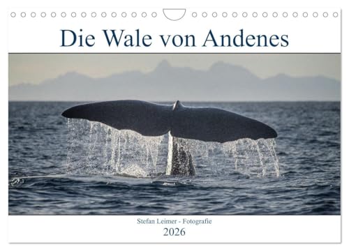 Die Wale von Andenes (Wandkalender 2026 DIN A4 quer), CALVENDO Monatskalender: Andenes auf den Vesteralen in Norwegen ist der ideale Ausgangspunkt für ... Jahr über gesichtet werden (CALVENDO Tiere) von Calvendo