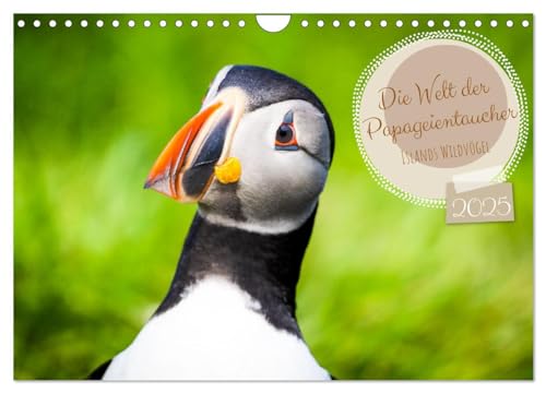 Die Welt der Papageientaucher - Islands Wildvögel (Wandkalender 2025 DIN A4 quer), CALVENDO Monatskalender von CALVENDO