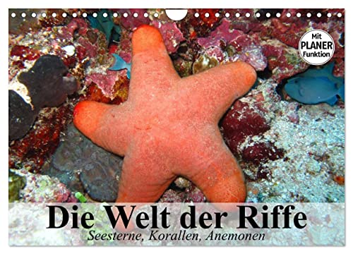Die Welt der Riffe. Seesterne, Korallen, Anemonen (Wandkalender 2025 DIN A4 quer), CALVENDO Monatskalender von CALVENDO