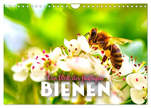 Die Welt der fleißigen Bienen (Wandkalender 2025 DIN A4 quer), CALVENDO Monatskalender von CALVENDO