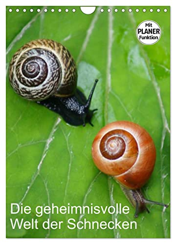 Die geheimnisvolle Welt der Schnecken (Wandkalender 2025 DIN A4 hoch), CALVENDO Monatskalender von CALVENDO
