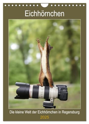 Die kleine Welt der Eichhörnchen in Regensburg (Wandkalender 2025 DIN A4 hoch), CALVENDO Monatskalender: Zauberhafte Fotos von den süßen Wildtieren (CALVENDO Tiere) von Calvendo