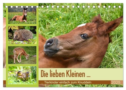Die lieben Kleinen ... Tierkinder einfach zum Knuddeln (Tischkalender 2025 DIN A5 quer), CALVENDO Monatskalender von CALVENDO