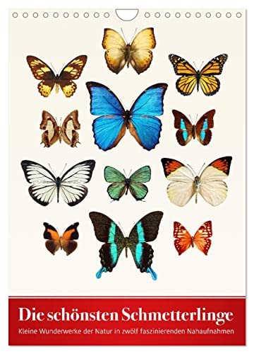 Die schönsten Schmetterlinge (Wandkalender 2025 DIN A4 hoch), CALVENDO Monatskalender von CALVENDO