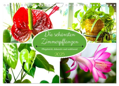 Die schönsten Zimmerpflanzen. Pflegeleicht, dekorativ und wohltuend (Wandkalender 2025 DIN A4 quer), CALVENDO Monatskalender von CALVENDO